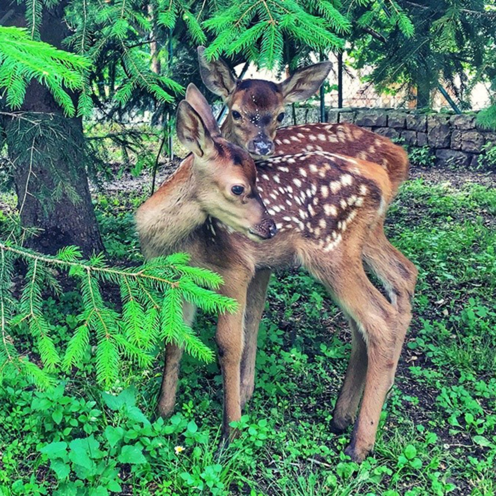 Attività con animali per famiglie